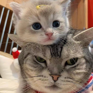 男同成人激烈视频
