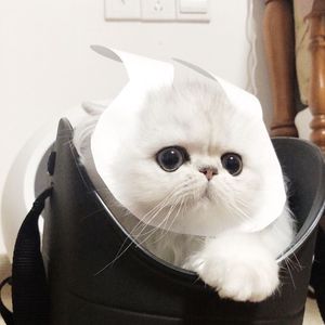 男同成人激烈视频
